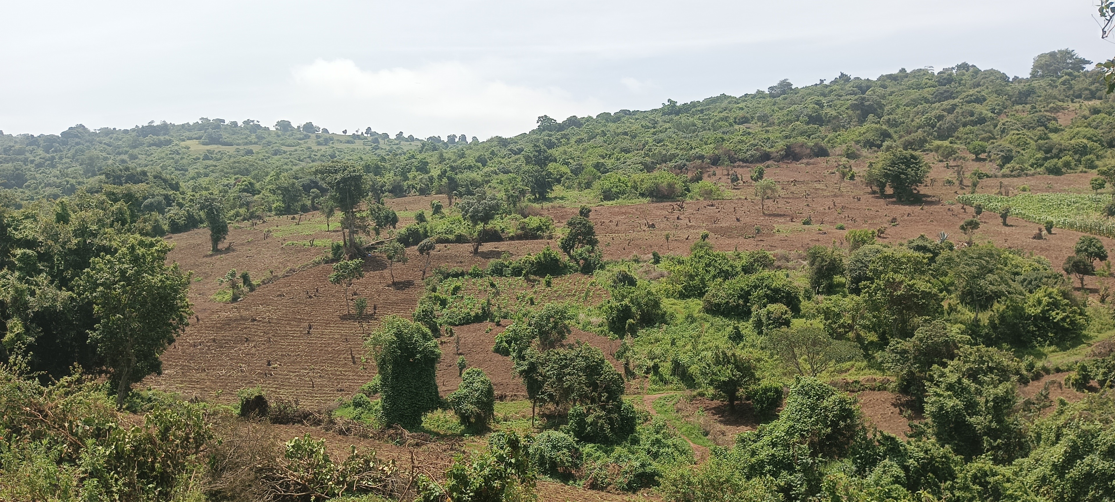 Wooded hills and cleared fields in the Tanzania forest restoration project landscape.